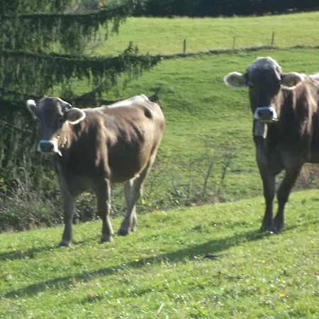 Апартаменты Ritter *